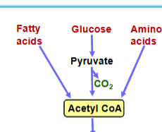 <p>oxidation of glucose, fatty acids, and amino acids to yield acetyl coA</p>