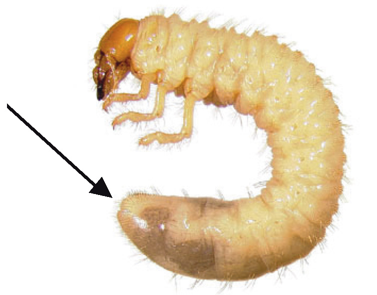 <p>What do you call the arrangement of bristles and hairs on the underside of the tip of the abdomen of a white grub?</p>