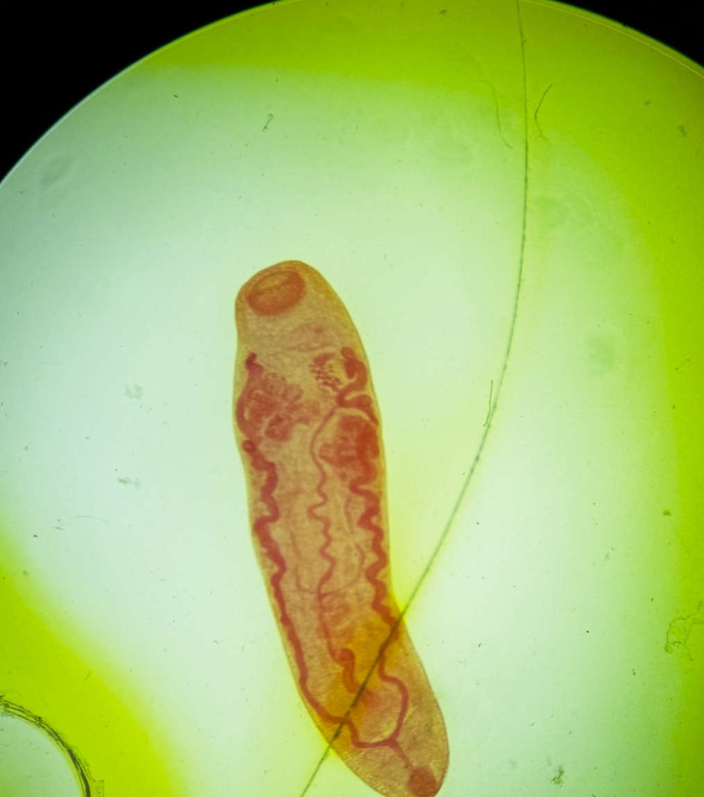 <p>Identification:</p><p>Common name:</p><p>Organ loc:</p><p>Intermediate Host:</p><p>Definitive Host:</p><p>Family:</p>
