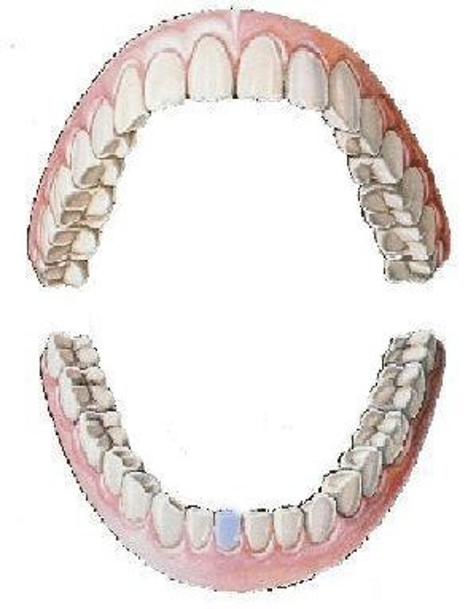 <p>mandibular right central incisor</p>