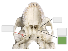<p>Pictured here</p>