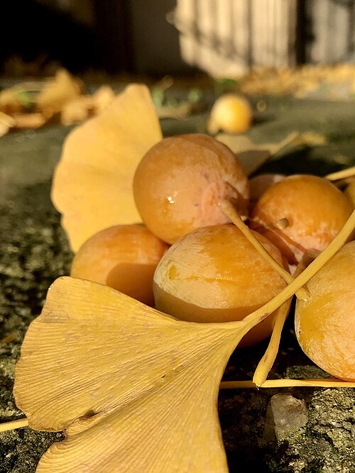 <p>Miłorząb dwuklapowy (japoński)</p><p>Ginkgo biloba</p>