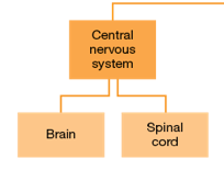 <p>The division of the nervous system located within the skull and the spine.</p><p></p>