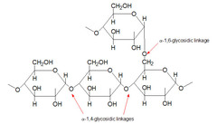 <p>absorption in the gut following carbohydrate digestion</p><p>hydrolysis of glycogen stores</p><p>non-carbohydrates such as glycerol and amino acids that have been converted to glucose</p>