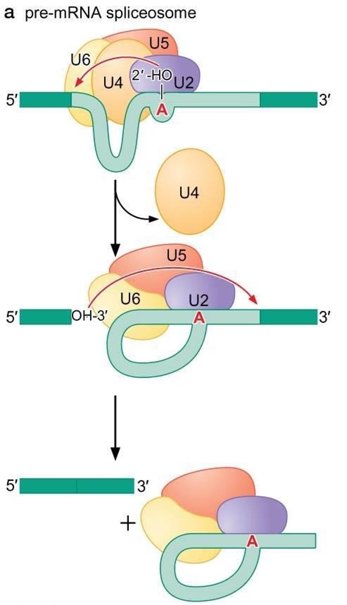 <p>A complex of proteins and RNA that facilitates the splicing of pre-mRNA.</p>