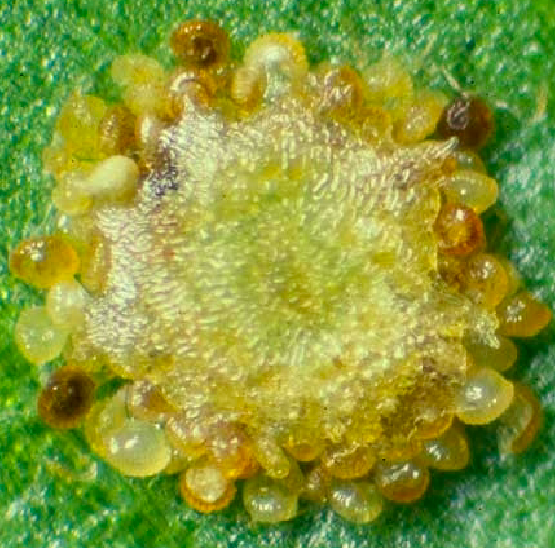 <ul><li><p>underside of leaf in sporophyte - <span style="color: green;">sori</span> (contains groups of sporangia) </p></li><li><p>sporangia is covered and protected by the - <span style="color: green;">indisium</span> </p></li><li><p>image </p><ul><li><p>center = sterile sheath </p></li><li><p>darker spheres = sporangia </p><img src="https://assets.knowt.com/user-attachments/7f07ef2a-a287-4306-b03f-1b9f0f1fb5e6.jpg" data-width="75%" data-align="center" alt="cross section of a sori"></li></ul></li></ul><p></p>