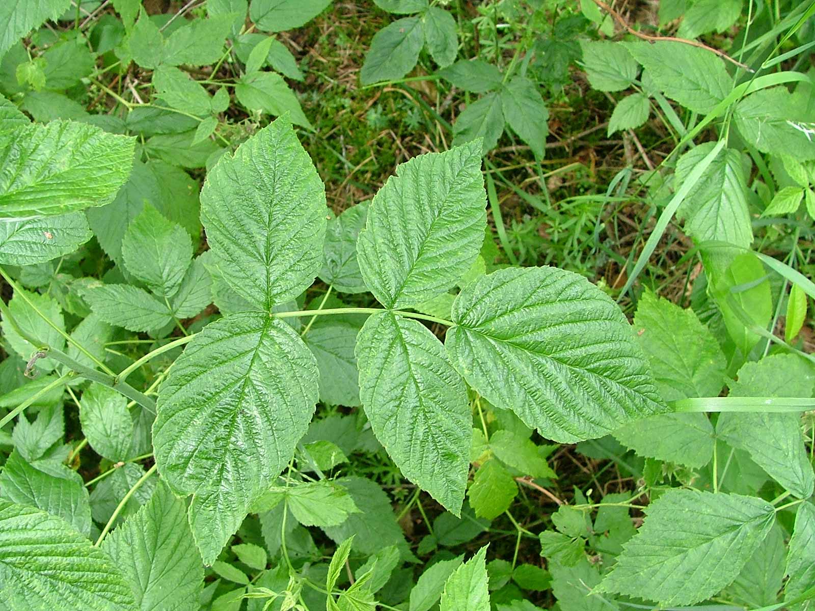 <p>Klasa <strong>EPILOBIETEA ANGUSTIFOLII </strong>związek <span style="background-color: rgba(0, 0, 0, 0); line-height: 22px;"><strong>Nitrofilne zbiorowiska zaroślowe</strong></span></p>