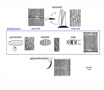 <p>1.Ascidiacea (Ascídias): A maior classe; bentônicas, sésseis quando adultas (solitárias ou coloniais).</p><p>2. Thaliacea (Salpas e Doliolídeos): Pelágicas, gelatinosas, formam colônias flutuantes e locomovem-se por propulsão a jato. </p><p>3. Appendicularia / Larvacea (Larváceos): Pelágicos, soltos no plâncton; mantêm a cauda, notocorda e tubo neural por toda a vida (pedomorfose/neotenia). </p><p></p>