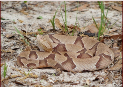 <p>venomous</p>