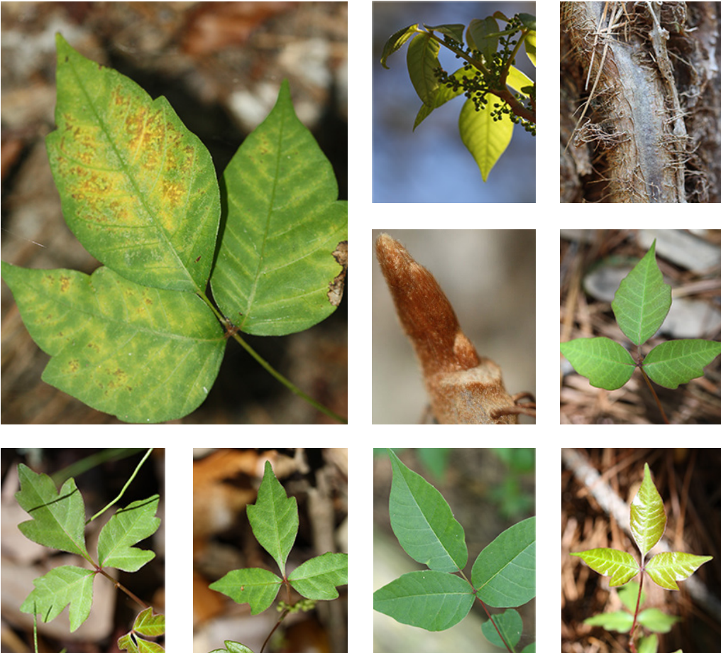 <p>anacardiacea</p><p>Alternate</p><p>naked terminal bud (paintbrush like)</p><p>trifoliolate</p><p>only climbing poisonous plant we encounter</p>