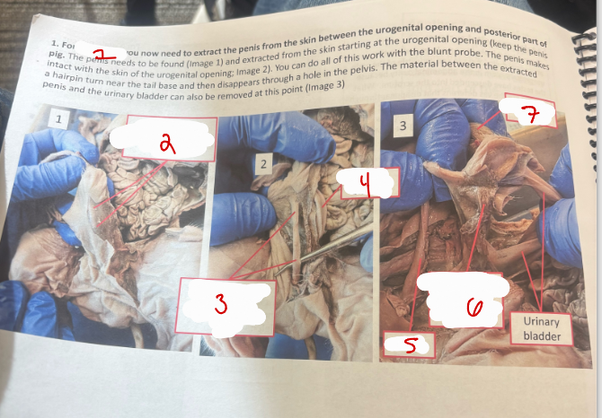 <p>Male Urogenital System 2</p>