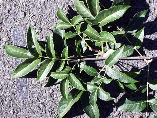 <p>common name</p>