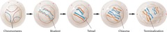 <p>The region where chromatids are intertwined and have undergone genetic exchange during crossing over.</p>