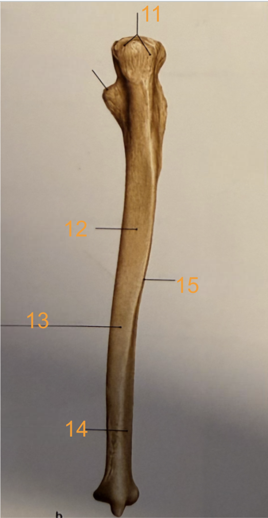 <p>15</p>