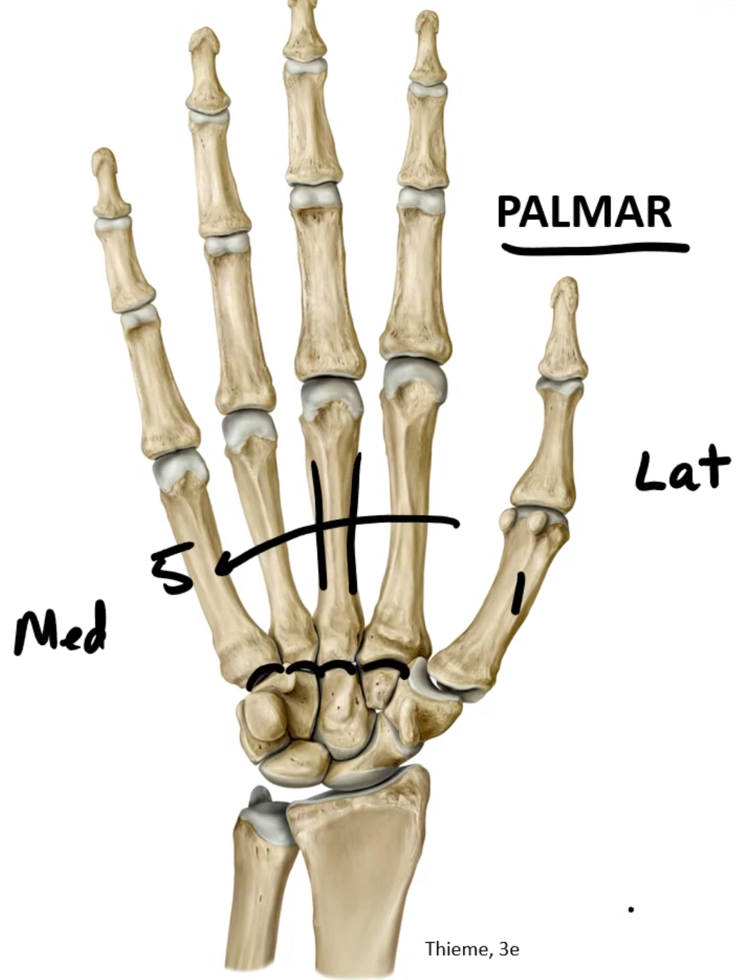 <ul><li><p>There are 5</p></li><li><p>Thumb is 1 → Pinky is 5</p></li></ul><p></p>