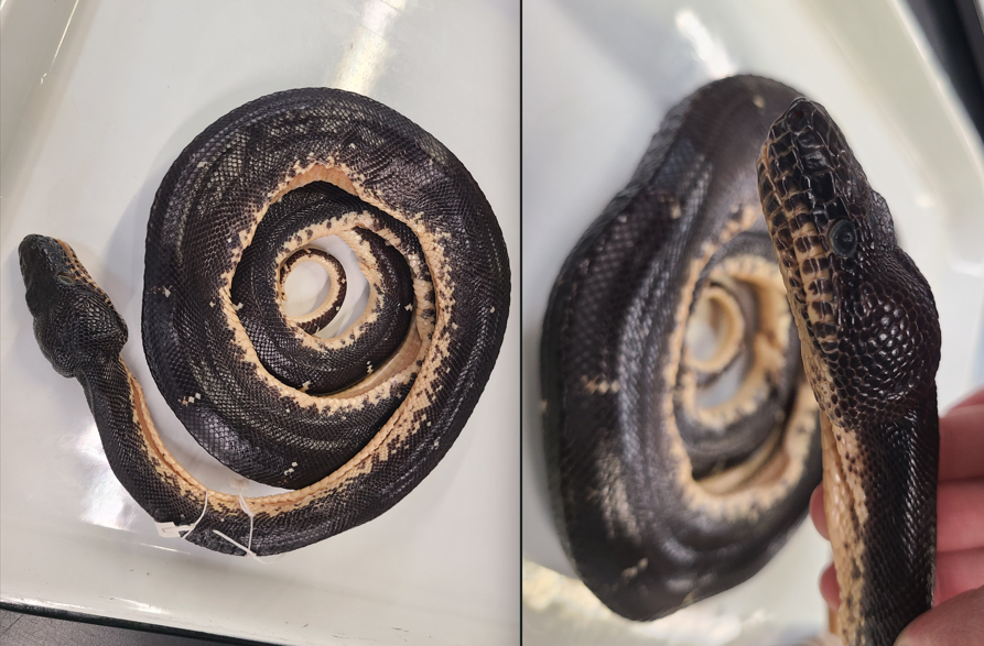 <p>Clade and Family of Corallus caninus</p>