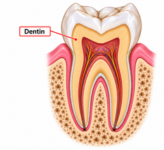 <p>The hard, calcified tissue that makes up the majority of the tooth and lies beneath the enamel and cementum, surrounding the pulp.</p>