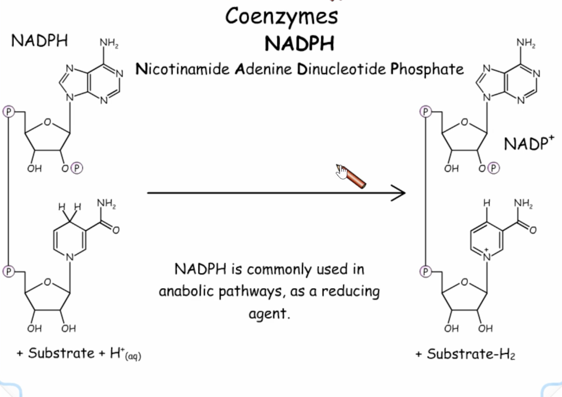 <ul><li><p>involved in anabolic pathways </p></li><li><p>acts as reducing agent (itself oxidised) </p></li></ul><p></p>