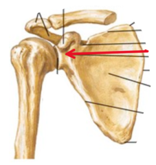 <p>socket in the scapula for the arm bone</p>