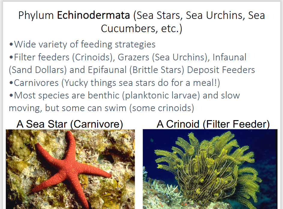<p>-wide variety of feeding strategies → filter feeders (Crinoids), grazers (sea urchins), infaunal (sea dollars), and epifaunal (brittle stars), deposit feeders</p><p>-carnivores (use their tube feet for predation and then invert their stomach to liquify their prey)</p>