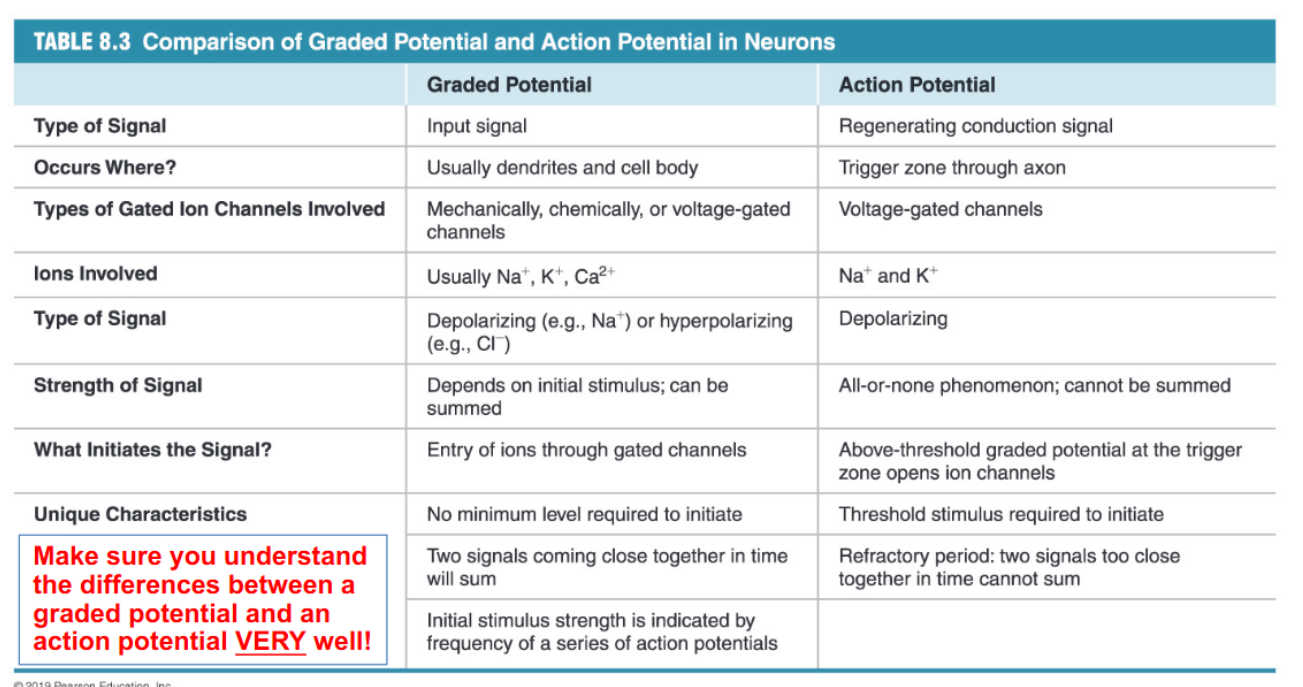 <p>Summary of electrical signals in neurons</p>