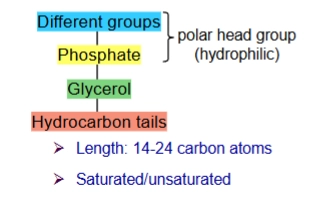 <p>type of phospholipid with glycerol group</p><ul><li><p>glycerol group: 3 C with O connected. 2 Os connects to the hydrocarbon tails, the other connects to the phosphate group.</p></li></ul><p></p>