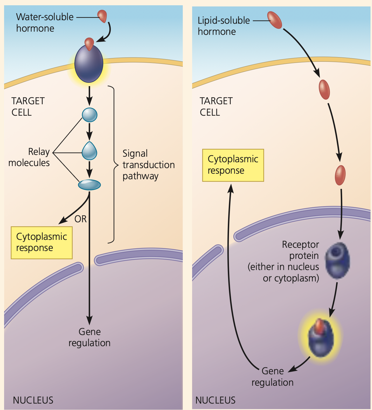 <ul><li><p>Water soluble (need to bind to receptor)</p></li><li><p>Lipid-soluble (can go through membrane to trigger response when bound to a receptor in the cell)</p></li></ul><p></p>
