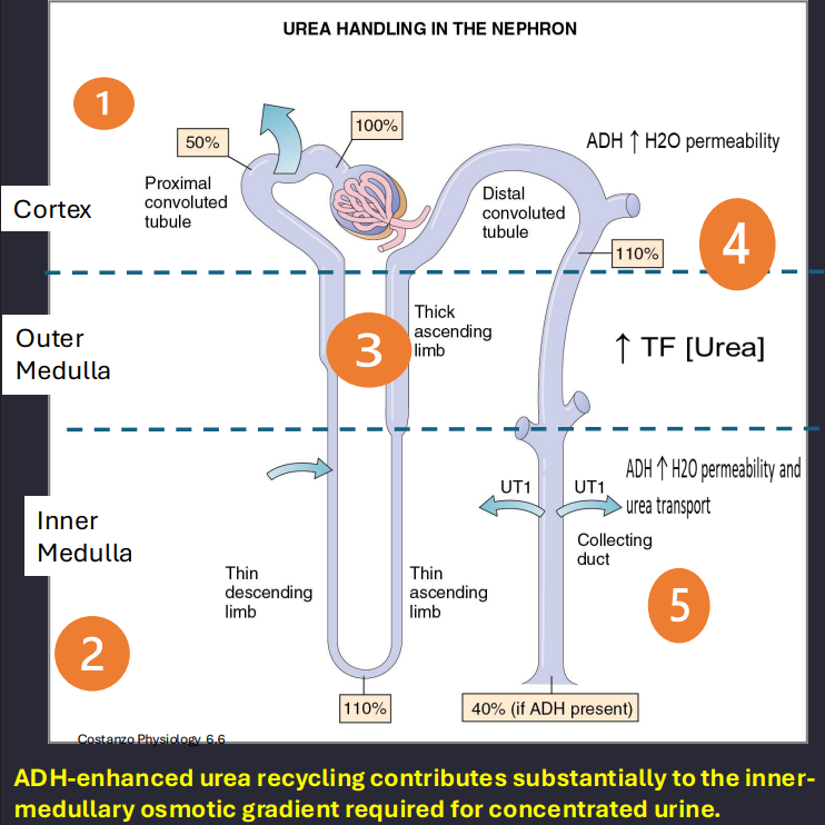 <p>Answer: About 60%.</p><p>Extra Information:</p><ul><li><p>This contributes to urea recycling.</p></li></ul><p></p>