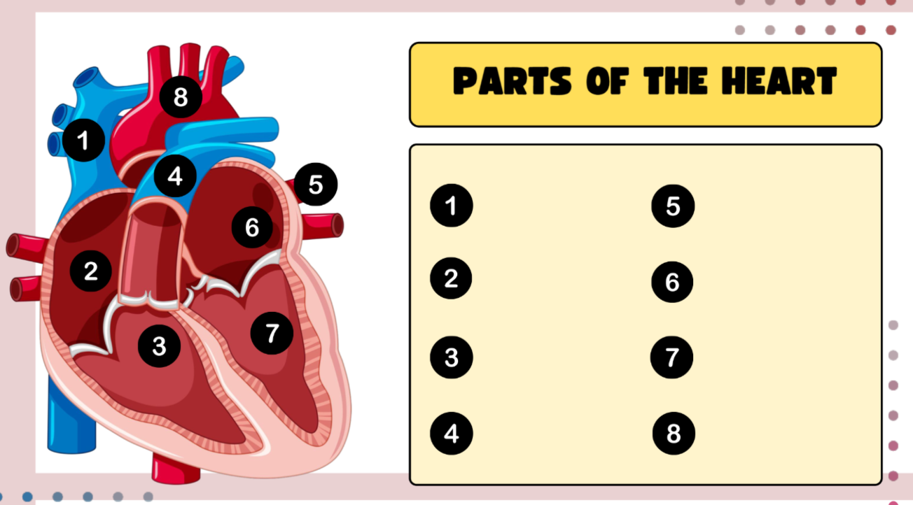 <p>label the parts of the heart</p>