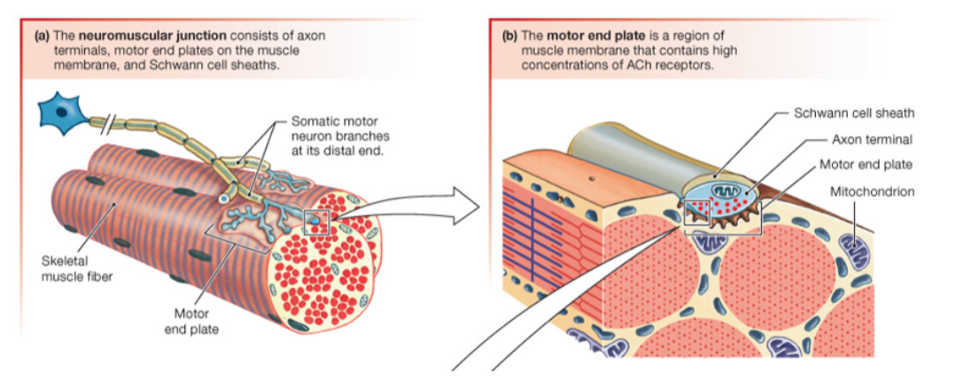 <p>Somatic motor neurons terminate at the neuromuscular junction</p>
