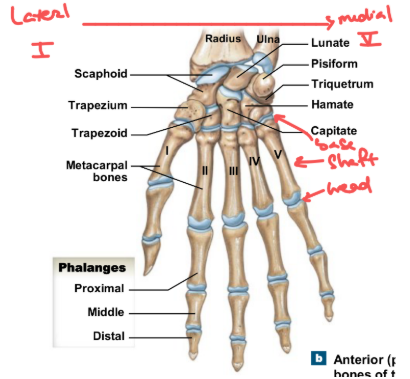 <p>5 metacarpals make up the palm of the hand: long bones, each with a base, shaft and head</p>