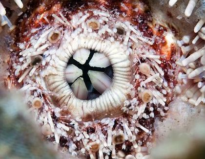 <p>A complex, five-sided jaw mechanism used by sea urchins for grazing</p>