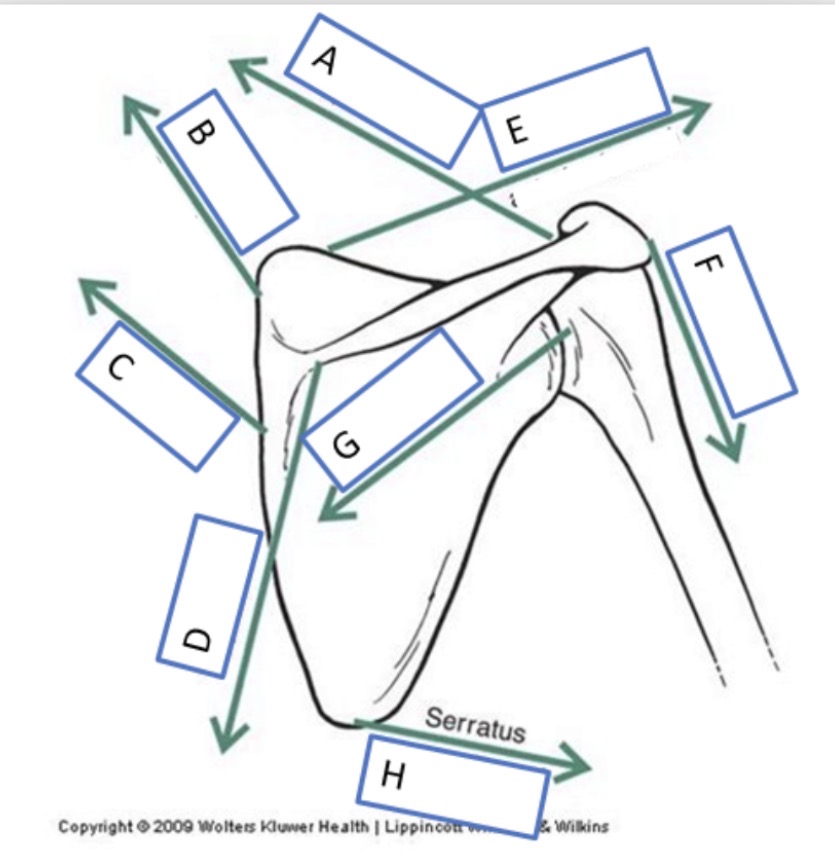 <p>what movement is the muscle at position C</p>