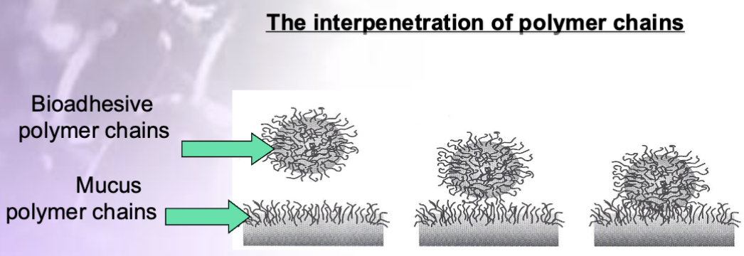 <p>The surface of mucosal membranes are composed of high molecular weight polymers known as <strong>glycoproteins. </strong>in step 2 of the bioadhesive bond formation, the bioadhesive polymer chains and the mucosal polymer chains intermingle and entangle to form semi permeable adhesive bonds. The strength of these bonds depends on the degree of penetration between the two polymer groups. In order to form strong adhesive bonds, one polymer group must be soluble in the other and both polymer types must be similar chemical structure4</p>