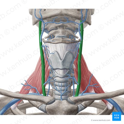 <p><span>a major vein in the neck that drains deoxygenated blood from the brain, face, and neck. It runs alongside the </span><a target="_blank" rel="noopener noreferrer nofollow" class="link" href="chatgpt://generic-entity?number=0" data-prevent-progress="true"><u><span>common carotid artery</span></u></a><span> and empties into the </span><a target="_blank" rel="noopener noreferrer nofollow" class="link" href="chatgpt://generic-entity?number=1" data-prevent-progress="true"><u><span>brachiocephalic vein</span></u></a><span>.</span></p>