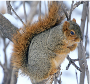 <p>• Generally grayish brown on body</p><p>• Interspersed w/ white</p><p>• Orange fur on head &amp; feet</p><p>• Bushy tail</p>