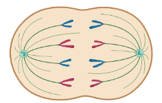 <p>Anaphase</p>