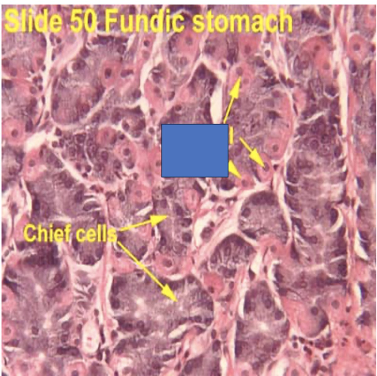 <p>Identify the cells</p>