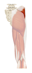 <p>abducts thigh, superior gluteal nerve (L4-S1)</p>