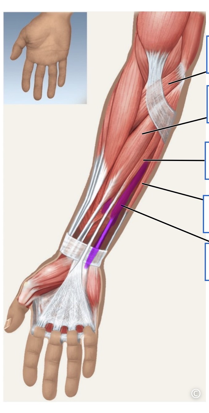 <p>anterior</p>