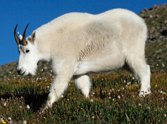 <p>Male mountain goat</p>