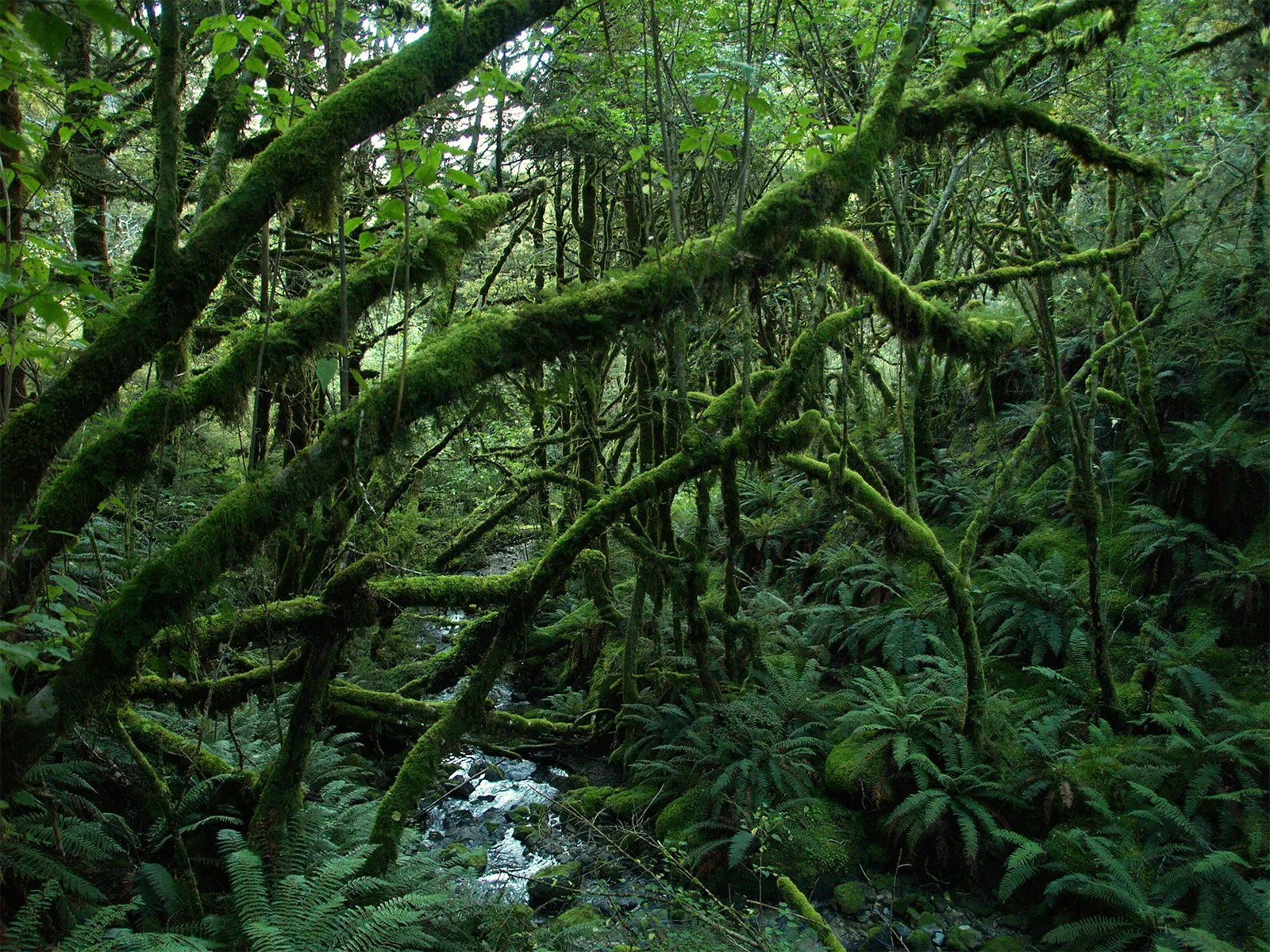 <p>a coastal biome with high annual rainfall and mild, cool temperatures rather than extreme heat</p>