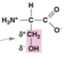 <p>ser. polar. links through main chain carboxyl and amino groups to release peptide bond</p>