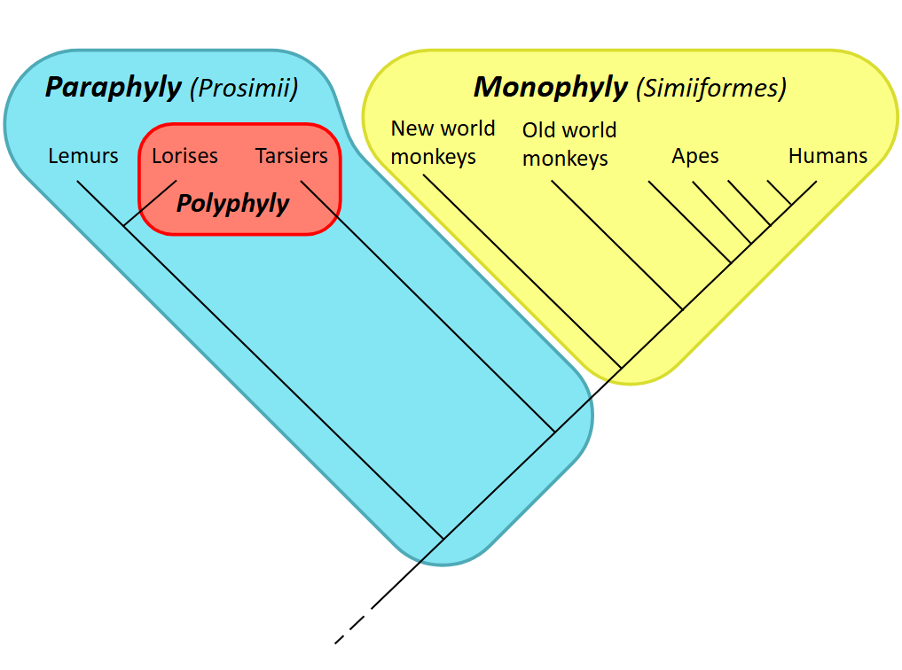 <p><span>Monophyletic group</span></p>