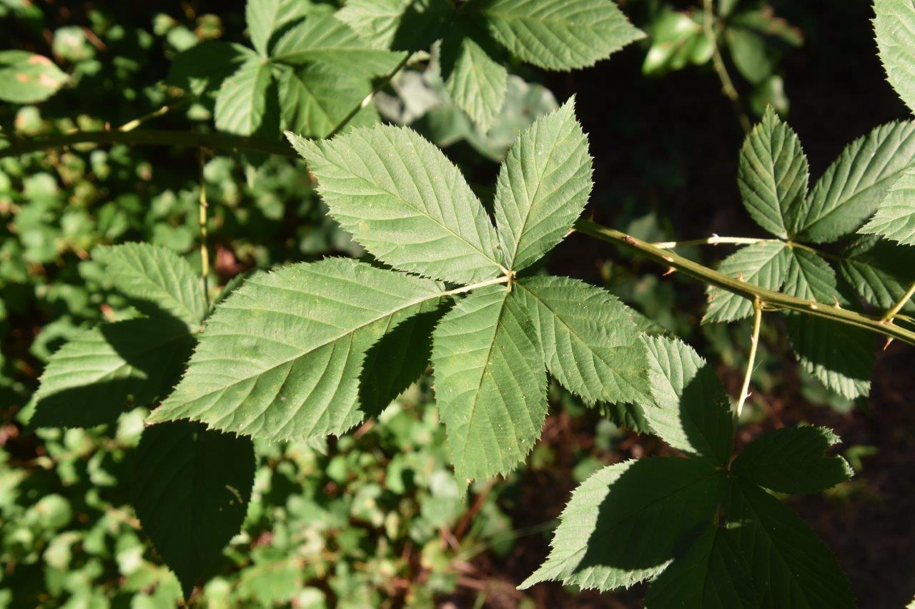 <p>Leaf: leaflets form a star, spine-like structures on bottoms of leaves</p><p>Flower: white showy flower, edible fruit</p><p>Bark: prickles (cane—has flexible woody stock, also shrub-like)</p>