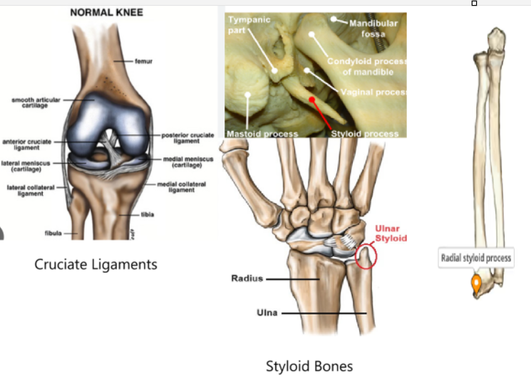 <p>c. innominate bones </p><p></p>