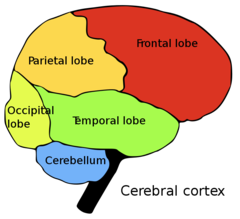 <p>under the occipital lobe of the cerebrum</p>