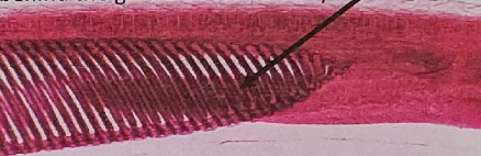 <p>what is this on the lancelet</p>