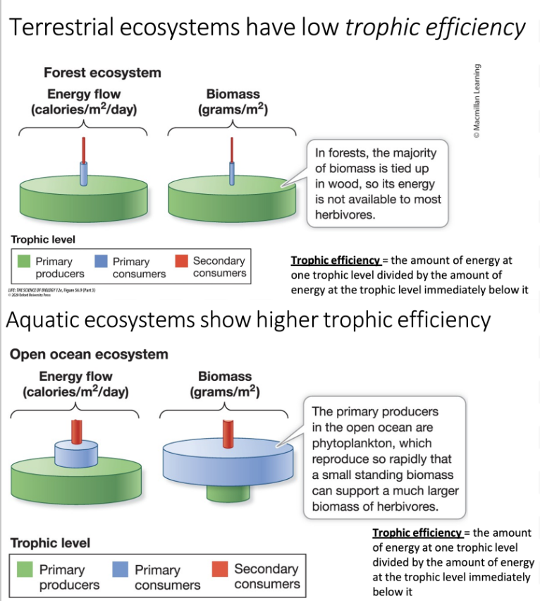 <ul><li><p><strong>Trophic efficiency</strong> = energy at one trophic level ÷ energy at the trophic level below it</p><ul><li><p><strong>Terrestrial ecosystems:</strong> generally LOW trophic efficiency</p><ul><li><p><span>Lots of trees compose terrestrial ecosystems. </span></p><ul><li><p><span>Starts at the lowest level (primary producers). </span></p></li><li><p><span>Bark is harder to eat than leaves, so lots of it isn’t useful at the trunk or branches, tying up biomass; they need the leaves, and hence it’s rapidly abundant at the bottom. </span></p></li></ul></li><li><p><span>Much of the biomass energy cannot be passed on to primary consumers as they can not consume it. </span></p><ul><li><p><span>This, in turn, limits the amount available for secondary consumers.</span></p></li></ul></li></ul></li><li><p><strong>Aquatic ecosystems:</strong> generally HIGHER trophic efficiency</p><ul><li><p><span>Primary producers like phytoplankton. </span></p><ul><li><p><span>Opposite trend between energy flow and biomass. </span></p><ul><li><p><span>Not a lot of biomass though because they offer a lot of energy but reproduce so rapidly and are in turn consumed very quickly. </span></p></li><li><p><span>The entirety of a phytoplankton is consumable, the entirety of a tree is not. </span></p></li></ul></li></ul></li><li><p><span>Smaller biomass of phytoplankton supports a very large biomass of primary consumers. Resulting in high initial energy flow but low initial biomass. </span></p></li></ul></li></ul></li></ul><p></p>