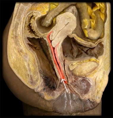 <p>identify the structure that is highlighted. </p>